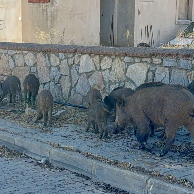 Bodrum'da gündüz vakti domuz sürüsü mahalleye indi