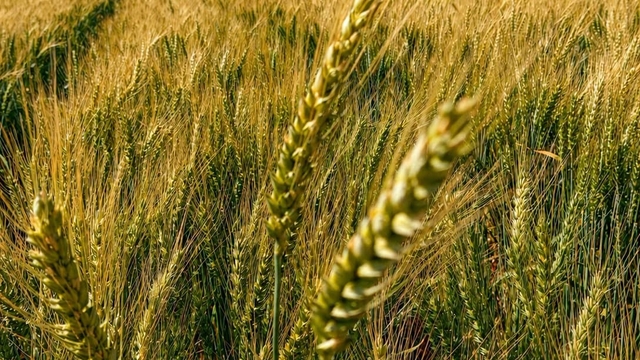 Yerli ve milli buğday 'kirve' Çorum'da beklentileri aştı