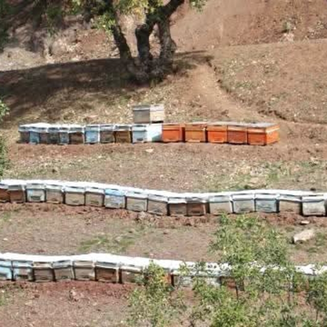 Sason balında hasat öncesi saha kontrolleri sürüyor