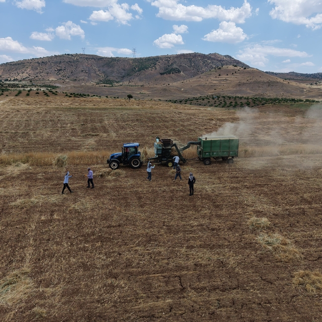 Gercüş'te kavurucu sıcakta 'oyun havalı' hasat