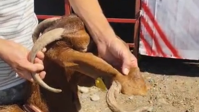 Kulağında boynuz çıkan keçi görenleri şaşırttı