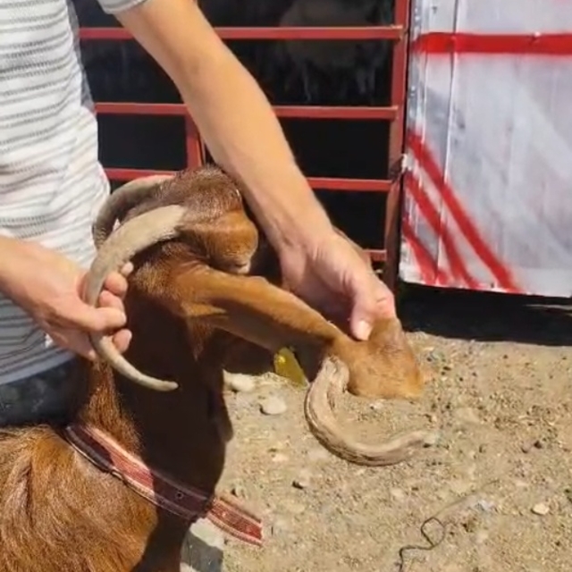 Kulağında boynuz çıkan keçi görenleri şaşırttı