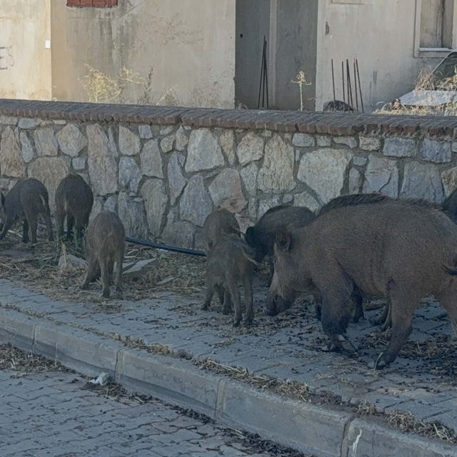 Bodrum merkezde domuz sürüsü görüldü