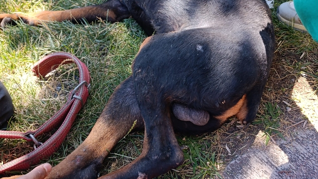 Ayağına demir saplanan köpek kurtarıldı
