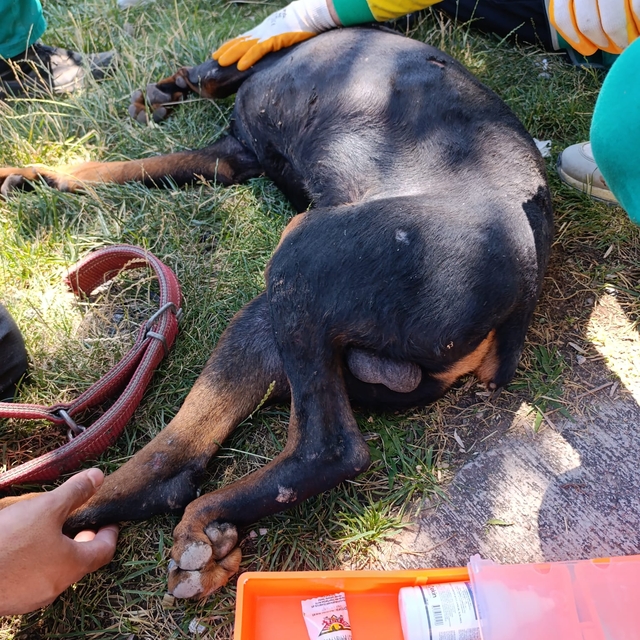 Ayağına demir saplanan köpek kurtarıldı