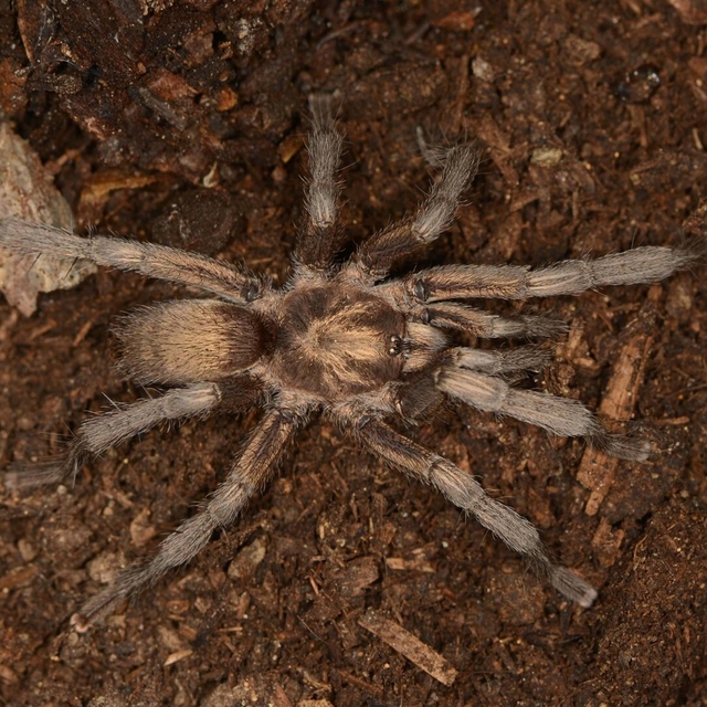 Türkiye'nin yeni tarantula türü tescillendi