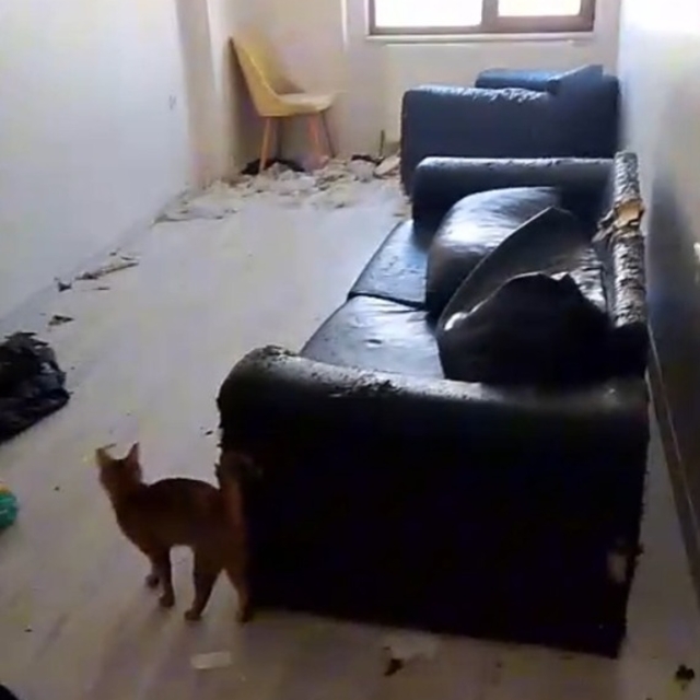 Savcılık kararıyla girilen çöp evdeki 6 kedi koruma altına alındı