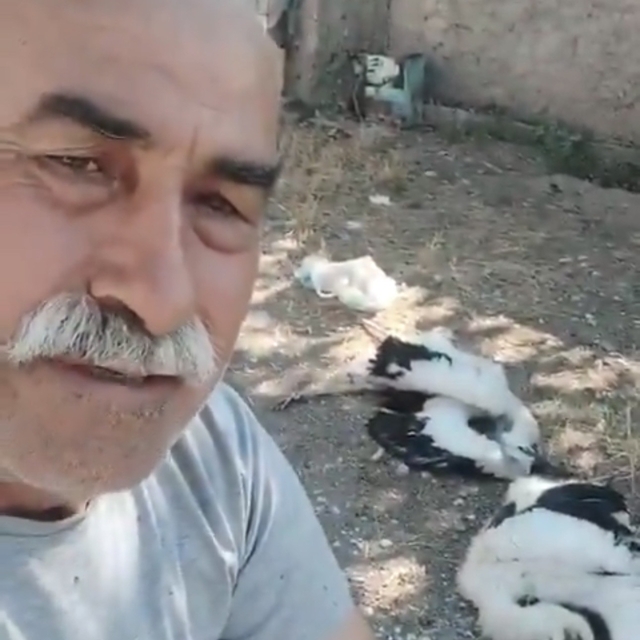 Bahçesindeki leyleklerin öldüğünü görünce gözyaşlarına boğuldu