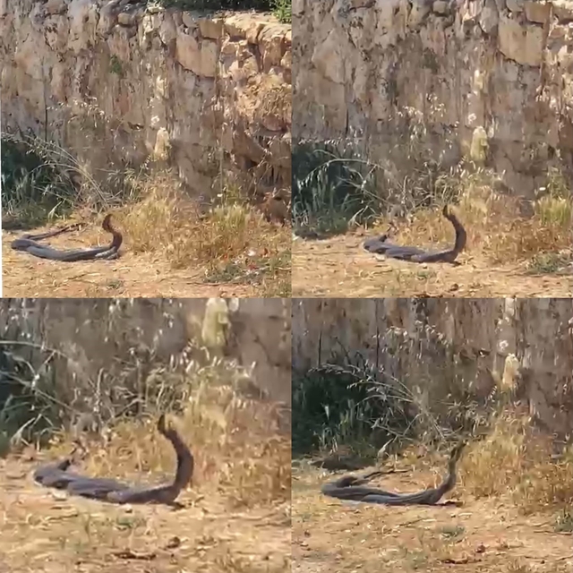 2 metrelik yılanların dansını kedi izledi