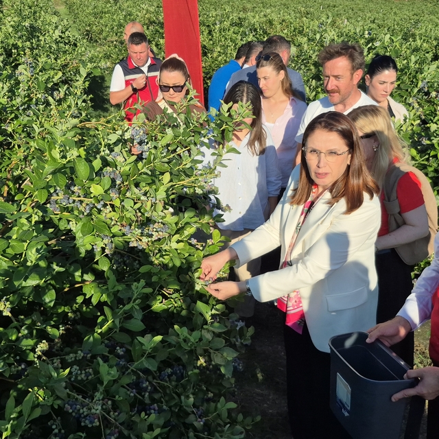 Yaban mersini meyvesinde yüksek rekolte
Bartın'da ilk hasada protokol de ka...