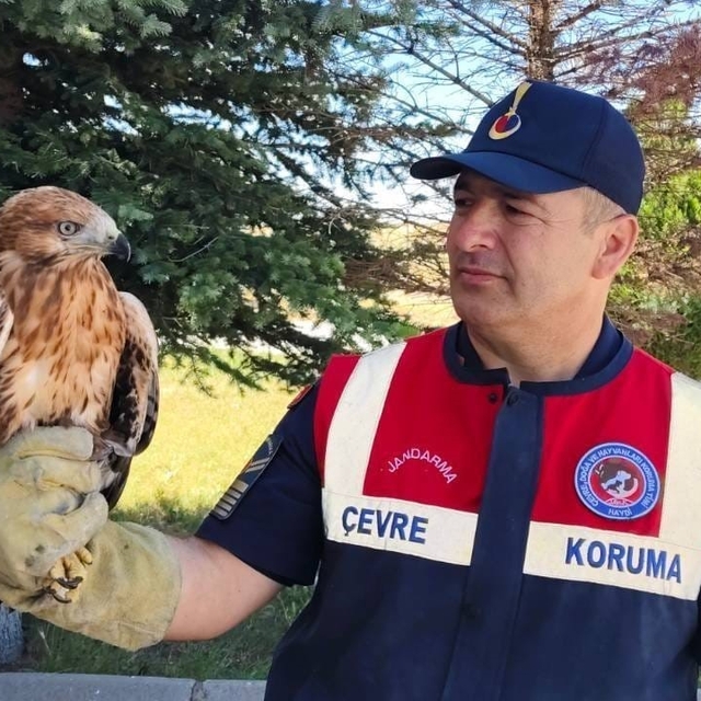 Yozgat'ta yaralı bulunan şahin koruma altına alındı