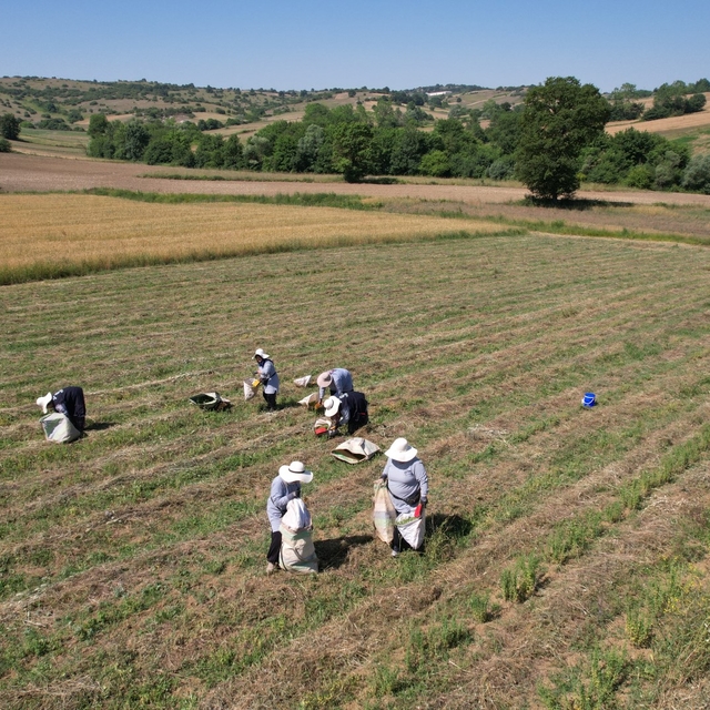 Kocaeli'de tıbbi ve aromatik bitki projesiyle ekilen kekikte hasat başladı
