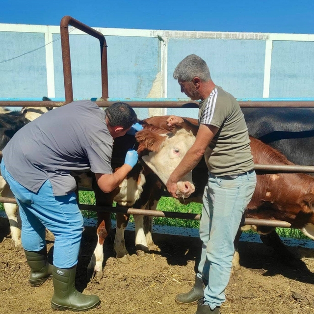 Hayvan sağlığının korunmasına yönelik çalışmalar sürüyor