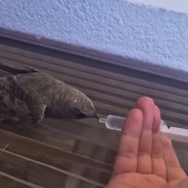 Sıcaktan bitkin düşen ebabil kuşu, su ile yeniden hayata tutundu