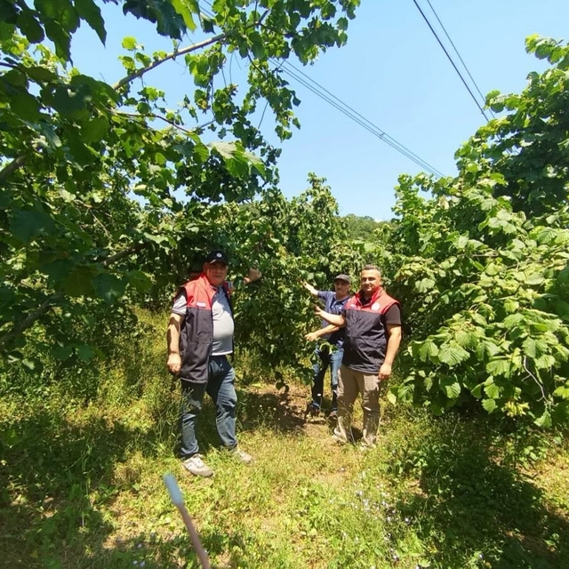 Fındık rekolte tespit çalışmaları Düzce'de başladı