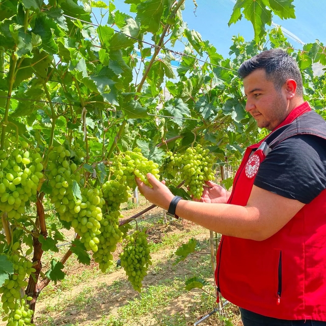 Sarıgöl'de erkence üzüm hasat dönemi yaklaşıyor