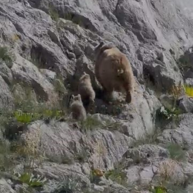 Tunceli'de anne ayı ve yavruları görüntülendi