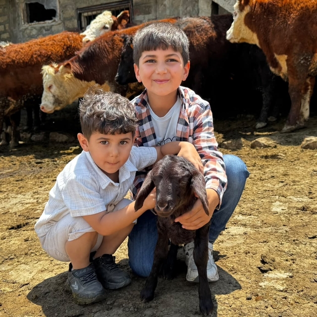 Ağrı'da damızlık desteğiyle kırmızı et üretimi güçleniyor