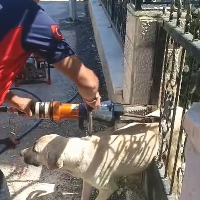Demir kapıya sıkışan köpeği itfaiye kurtardı