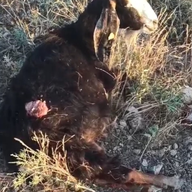Sokak köpekleri sürüden ayrılan keçiye saldırdı