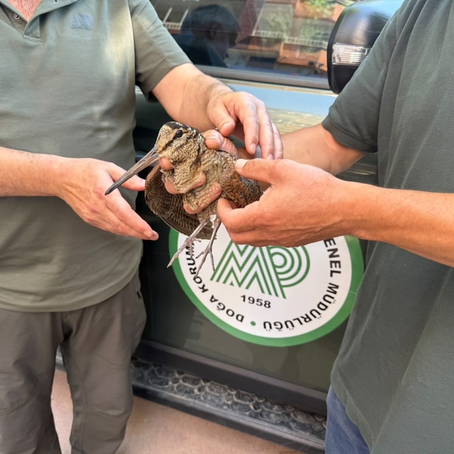 Avcılar yaralı çulluğu doğa koruma ekiplerine teslim etti