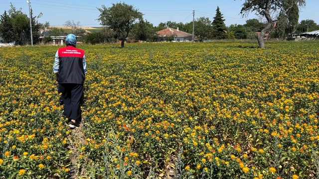 Kırklareli'nde aspir demonstrasyon alanlarında saha kontrolleri yapıldı