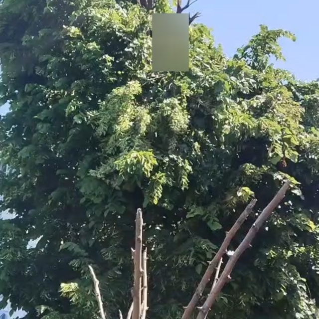 Rize'de ıhlamur toplarken elektrik akımına kapılan vatandaş hayatını kaybet...