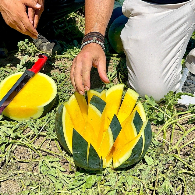 'Tropical Sunshine' üreticinin yüzünü güldürüyor