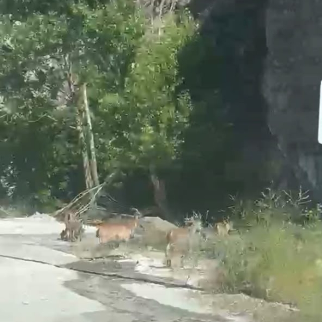 Malatya'da yaban keçileri karayolunda görüntülendi