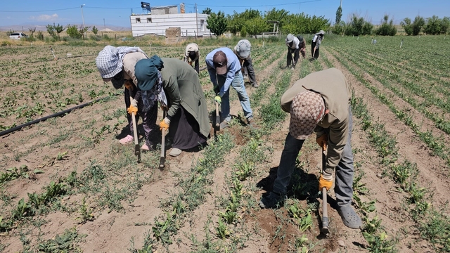 Adilcevaz'da kavurucu sıcakta ekmek parası mücadelesi