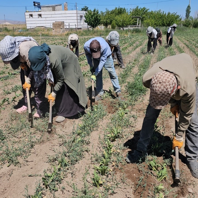 Adilcevaz'da kavurucu sıcakta ekmek parası mücadelesi