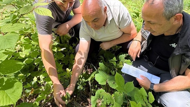 Düzce'de ormanlarda gençlik bakım çalışmaları sürüyor