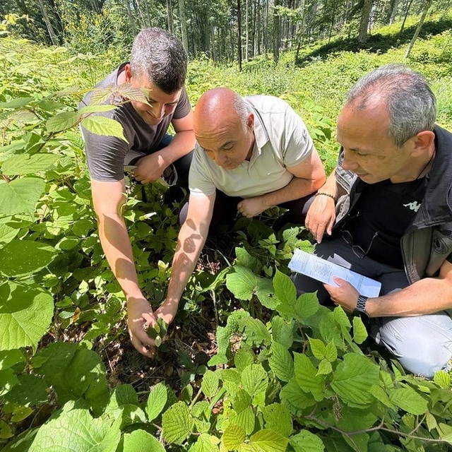 Düzce'de ormanlarda gençlik bakım çalışmaları sürüyor