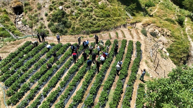 Siirt'te çilek hasadı