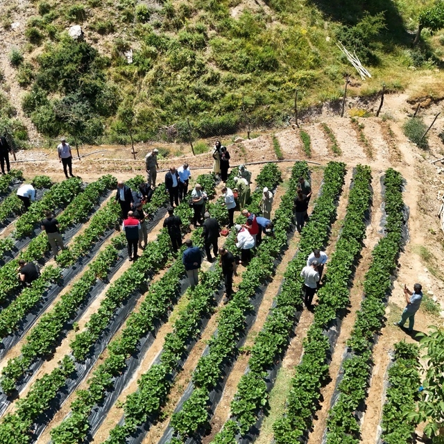 Siirt'te çilek hasadı