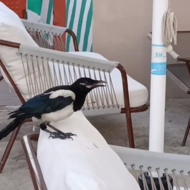 Sevimli saksağan Tekirdağlıların maskotu haline geldi