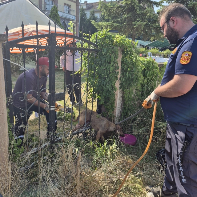 Parmaklıklara sıkışan köpek kurtarıldı