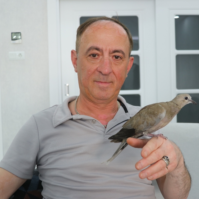 Şırıngayla beslediği yaralı kumru en yakın dostu oldu