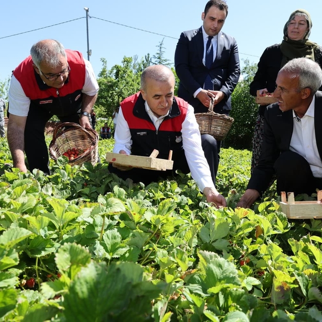 Vali Hatipoğlu, çilek hasadı yaptı