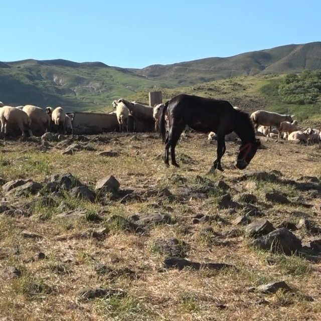 Tunceli'de üreticiler hayvan başına yaklaşık 30 TL ödeyerek yaylalardan fay...