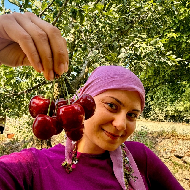 İhracatlık kirazda hasat dönemi başladı
