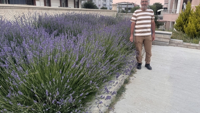 Lavantalar cami bahçesini renklendirdi