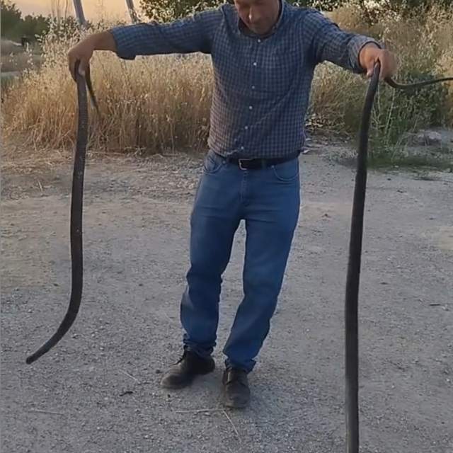 Yakaladığı 2 yılanı doğaya saldı; o anlar kamerada
