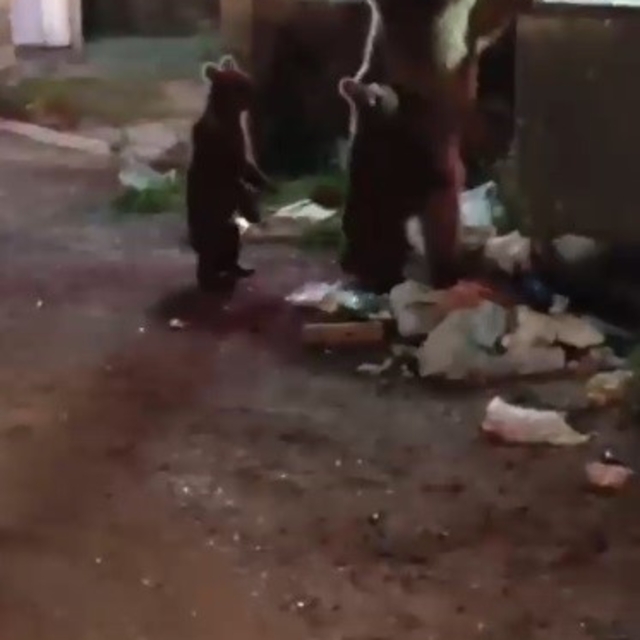 Kars'ta vatandaş ayılara türkü söyledi, o anlar sosyal medyayı salladı