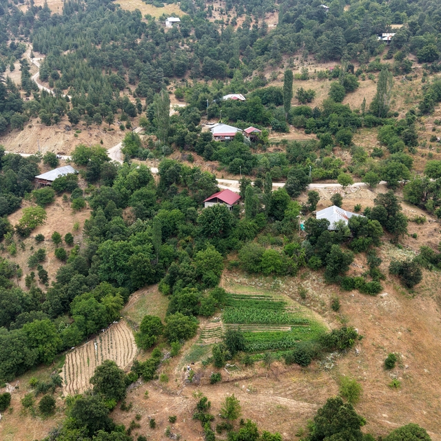 Feke'nin dağ köyünde sarı kantaron ve kekik geleneksel yöntemlerle şifa kay...