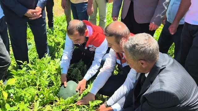 Iğdır'da 7 bin dekar alanda üretilen karpuzda 30 bin ton rekolte beklentisi