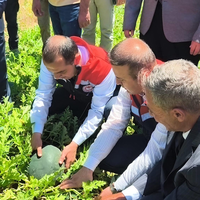 Iğdır'da 7 bin dekar alanda üretilen karpuzda 30 bin ton rekolte beklentisi
