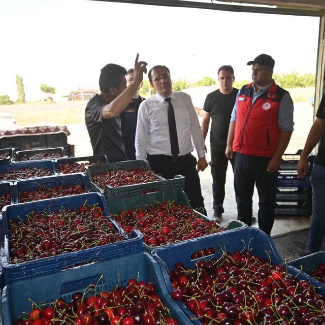 Çay'da kiraz hasadı başladı