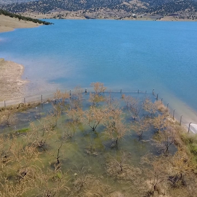 Yozgat'ta badem ağaçları sular altında kaldı