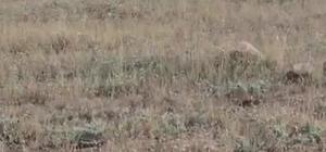 Gercüş'te domuz sürüsü görüntülendi